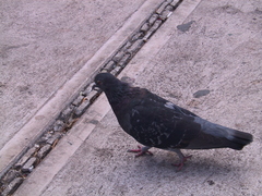 Columba livia domestica