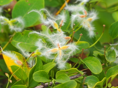 Clematis terniflora garanbiensis