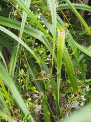Clematis terniflora garanbiensis