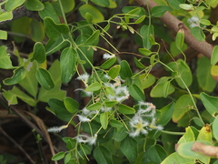 Clematis terniflora garanbiensis