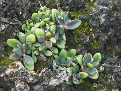 Kalanchoe garambiensis