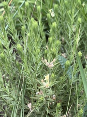 Gnidia nodiflora
