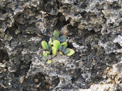 Kalanchoe garambiensis