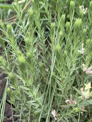 Gnidia nodiflora