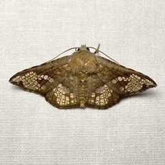 Canaea hyalospila
