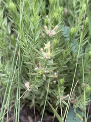 Gnidia nodiflora