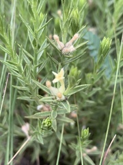 Gnidia nodiflora