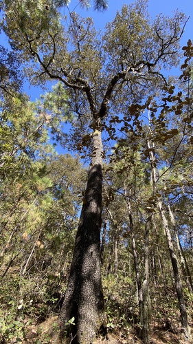 Quercus ariifolia