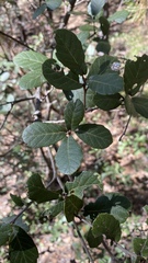 Quercus ariifolia
