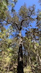 Quercus ariifolia