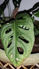 Monstera obliqua