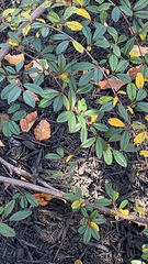 Magnoliopsida