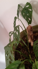 Monstera obliqua