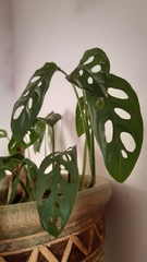 Monstera obliqua