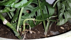Monstera obliqua