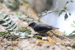 Sitta solangiae chienfengensis