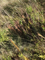 Senecio glastifolius