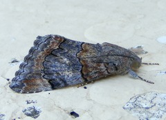 Achaea catella