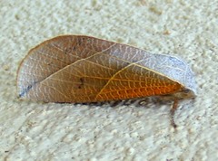 Arcyophora longivalvis