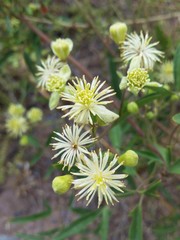 Clematis montevidensis
