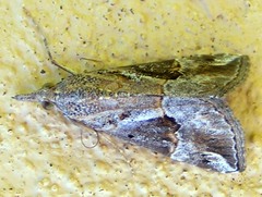 Hypena strigatus