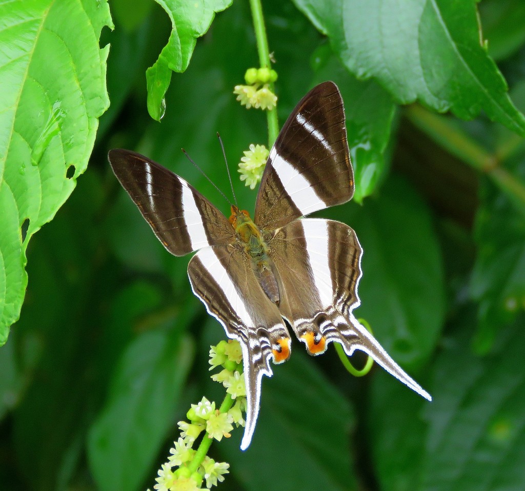 Orsilochus Daggerwing