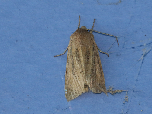 Large Wainscot Moth, 9321 Peize, Nederland, photo 10 of 10