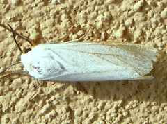 Ustjuzhania lineata