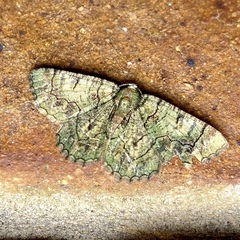 Aeolochroma rhodochlora