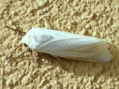 Ustjuzhania lineata