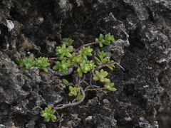 Portulaca psammotropha