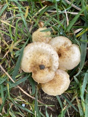 Pholiota terrestris