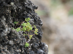 Portulaca psammotropha