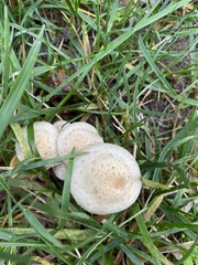 Pholiota terrestris