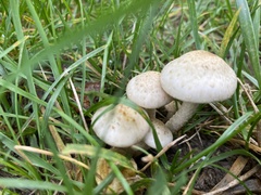 Pholiota terrestris
