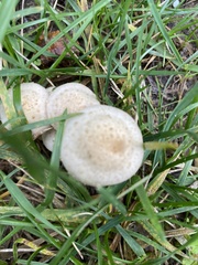 Pholiota terrestris