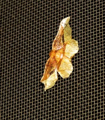 Belonoptera selenioides