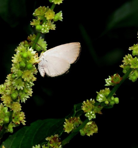 Theope lycaenina