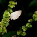 Theope lycaenina - Photo (c) Sidnei Dantas, algunos derechos reservados (CC BY-NC), subido por Sidnei Dantas