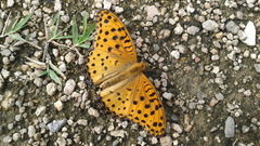 Argynnis hyperbius