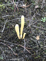 Clavaria argillacea