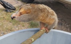 Cyclopes ida