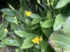 Hypoxis parvula