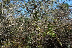 Vitex patula