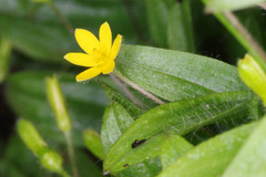 Hypoxis parvula