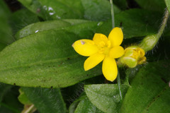 Hypoxis parvula