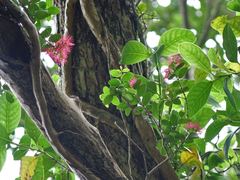 Metrosideros carminea