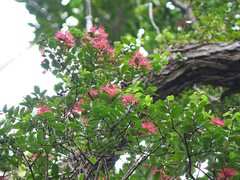 Metrosideros carminea