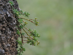 Portulaca psammotropha