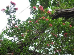 Metrosideros carminea